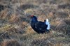 [blackgrouse8]