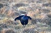 [blackgrouse9]