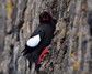 [blackguillemot10]