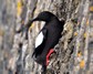 [blackguillemot11]