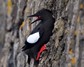 [blackguillemot12]