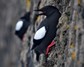 [blackguillemot13]