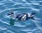 [blackguillemot6]