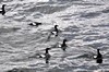 [blackguillemot7]