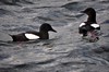 [blackguillemot8]