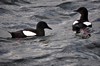 [blackguillemot8]