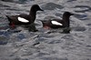 [blackguillemot9]