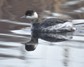 [blackneckedgrebe2]