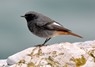 [blackredstart5]