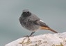 [blackredstart6]