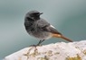 [blackredstart7]