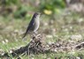 [blackredstart8]