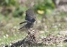 [blackredstart9]