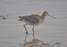 [blacktailedgodwit13]