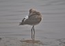 [blacktailedgodwit14]