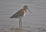 [blacktailedgodwit16]