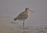 [blacktailedgodwit23]