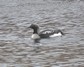 [blackthroateddiver14]