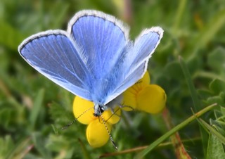 Higgy S Garden Project As Seen On Bbc Springwatch Best