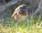 [bluethroat1]