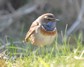 [bluethroat2]