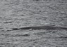 [bluewhale1]