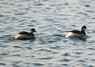 [bngrebe3]