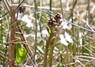 [bogbean1]