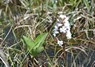[bogbean2]