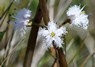 [bogbean3]