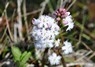 [bogbean4]