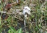 [bogbean5]