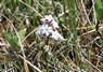 [bogbean6]