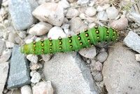 [Emperor moth caterpillar]