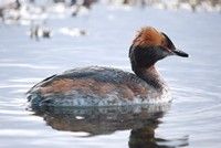 [Slavonian Grebe]