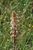 [broomrape1]