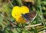 [brownargus1]