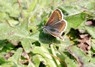 [brownargus3]