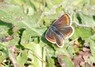 [brownargus4]