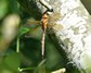 [brownhawker1]