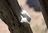 [browntailmoth1]