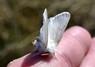 [browntailmoth4]