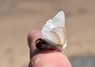 [browntailmoth5]