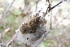 [browntailmoth6]
