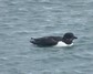 [brunnichsguillemot1]