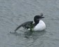 [brunnichsguillemot4]