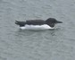 [brunnichsguillemot5]