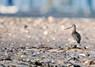 [btgodwit1]