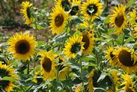 [Sunflowers]