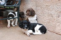 [puppies]